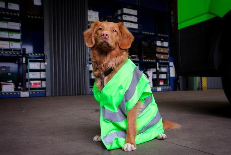 image1 - 5 Best Dog Raincoats To Embrace The Rainy Season