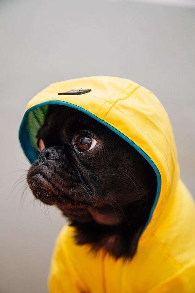 image2 - 5 Best Dog Raincoats To Embrace The Rainy Season