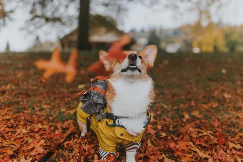 image4 - 5 Best Dog Raincoats To Embrace The Rainy Season